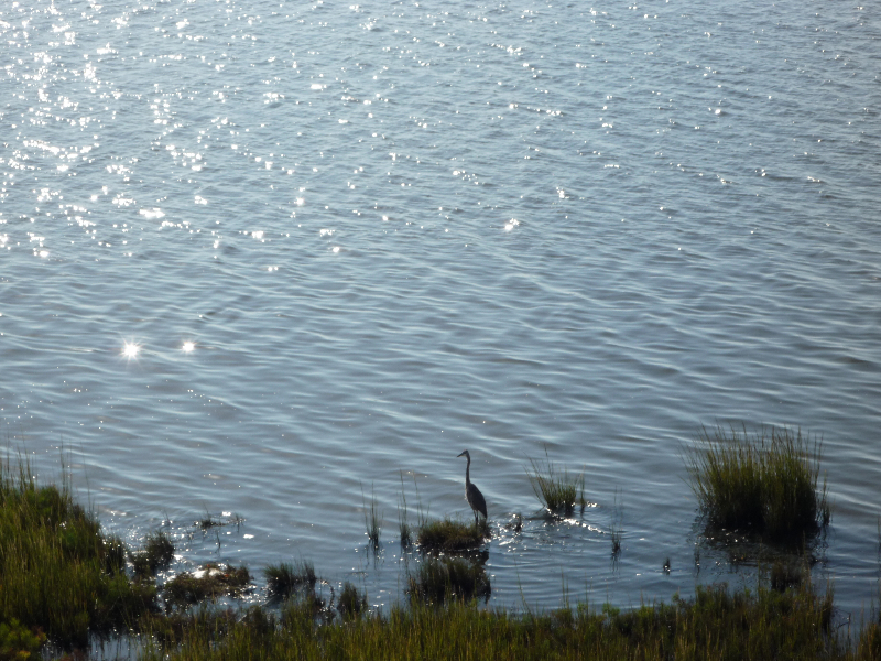 Salt Pond Heron