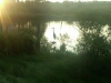 Salt Pond heron